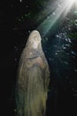 Holy Virgin Mary praying and looking  to heaven in light rays. Very ancient stone statue. Vertical image Royalty Free Stock Photo