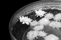 Holy water in silver bowl in temple at thailand black and white color isolated on black background Royalty Free Stock Photo