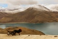 Holy Yamdrok lake and a tibetan mastiff Royalty Free Stock Photo