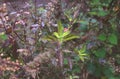 Holybasil Greenleaves tree nature background pattern