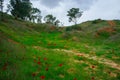 Holy Land Series -Anemones Field in the Negev