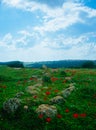 Holy Land Series - Israeli Winter scene 10