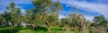 Holy Land Series -Old Olive Trees panorama