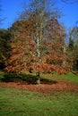 Holywells Park, UK, colors of autumn leaves Royalty Free Stock Photo