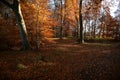 Holywells Park, UK, colors of autumn leaves Royalty Free Stock Photo