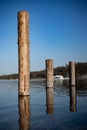 Wooden trunks in the sea