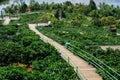 Holzweg durch eine Kaffeeplantage mit Foto-Stellen am Me Linh Coffee Garden in Dalat, Vietnam