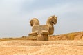 Homa Bird in Persepolis