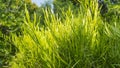 Homalocladium platycladum or Muehlenbeckia platyclada in garden