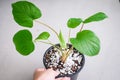 Hand holding a pot of Homalomena lindenii (Rodigas) in white background .Top view.