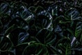 The Homalomena plant's large dark leaves form a rich green background. Royalty Free Stock Photo