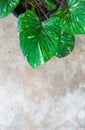 homalomena rubescens variegated is rare plant which have awesome splotches and speckles of silvery green adorn the elephant ear