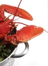 HOMARD CUIT Royalty Free Stock Photo