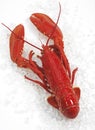 HOMARD CUIT Royalty Free Stock Photo