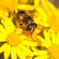 At Home Amongst The Ragwort Royalty Free Stock Photo