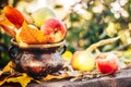 Home apples in garden on wooden background with sun light Royalty Free Stock Photo