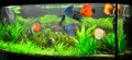 Home aquarium with discus fish and plants