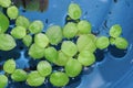 Home aquarium floating plants called Amazon frogbit or Limnobium Laevigatum bitten by freshwater fishes
