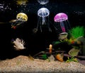 Home aquarium tank Royalty Free Stock Photo