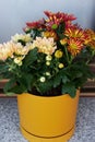 Blooming chrysanthemums on the windowsill. Fall hygge home decor on balcony.