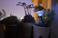 Home Balcony, Rosemary, Blossom Succulent Plants, Lighted Solar Lamp, Flowers Silhouettes Royalty Free Stock Photo