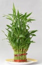 Home Bamboo water plant with water drops on leaves on a kitchen plate