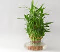 Home Bamboo water plant in a water flask