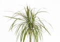 Home beautiful flower Dracaena, white background, isolate, close-up Royalty Free Stock Photo