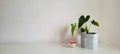 home bench decorative background with potted plant around