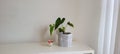 home bench decorative background with potted plant around