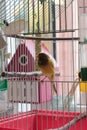 Home bird in a cage Royalty Free Stock Photo