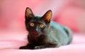 Home black cat in the pink. Cute babe kitten in the bed with pink bedlinen