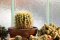 Home cactus collection Royalty Free Stock Photo