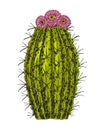 Home cactus plants or flower. Cozy cute element. Exotic or tropical succulent with prickles. Engraved hand drawn in old