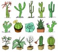 Home cactus plants with prickles and nature elements in pots and with flowers. exotic or tropical. collection of various Royalty Free Stock Photo