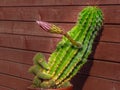 Home cactus is preparing to start flowering