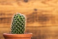 Cactus on a wooden bacground