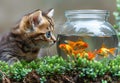 Home cat and gold fish. A kitten looking at goldfish in a fish bowl Royalty Free Stock Photo