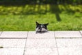 A home cat hiding in front of the owner in the garden on the grass Royalty Free Stock Photo