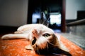 Home cat laying down in the hallway under the sunlight - Lazy pet sleeping wherever they want