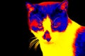 Home cat in scientific high-tech thermal imager Royalty Free Stock Photo