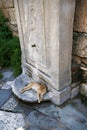 Home cat sleeping at the historic column, Greece Royalty Free Stock Photo