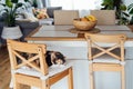 Home cat sleeps on the bar chair of modern open space kitchen. Pleased, well-fed, lazy multicolor adult cat relaxing