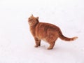 Home cat in the snow Royalty Free Stock Photo