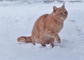 Home cat in the snow Royalty Free Stock Photo