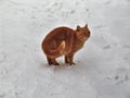 Home cat in the snow Royalty Free Stock Photo