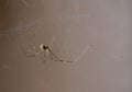 Home, cellar spider or daddy longlegs and thin cobweb