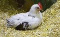 Home chicken, an ornamental breed