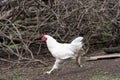 Home chicken in the village yard. Domestic chickens are free-range