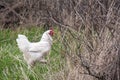 Home chicken in the village yard. Domestic chickens are free-range